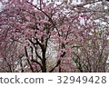 Cherry Blossoms	 32949428
