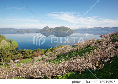 Plums of Lake Toya and Sobetsu Park Plums of Lake Toya and Sobetsu Park 32949607
