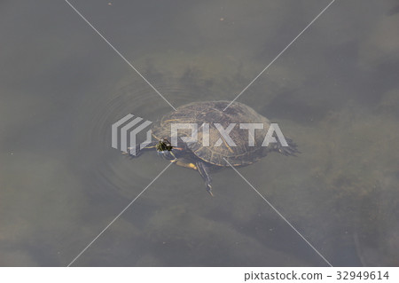 Red turtle 32949614