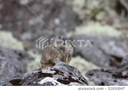 Ezo naughty rabbit Ezo naughty rabbit 32950047