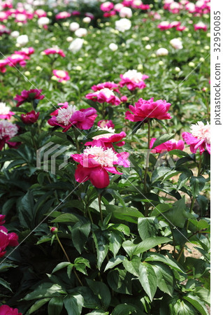 Peony in the Nagai Botanical Garden Peony in the Nagai Botanical Garden 32950085