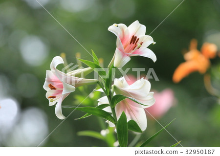 Yuri lily Yuri 32950187