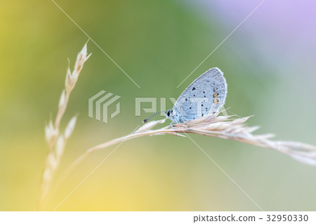 Beautiful nature scene with butterfly. Beautiful nature scene with butterfly. 32950330