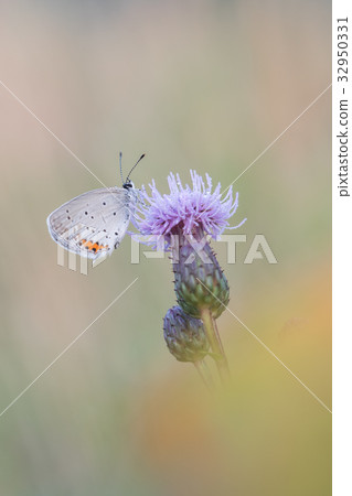Beautiful nature scene with butterfly. Beautiful nature scene with butterfly. 32950331