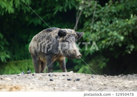 Wild boar in forest 32950478