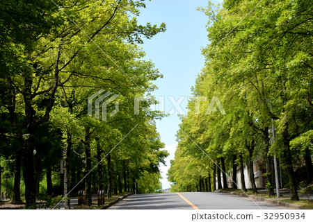 Toka-ede和Fu的綠樹成蔭的道路 Toka-ede和Fu的綠樹成蔭的道路 32950934