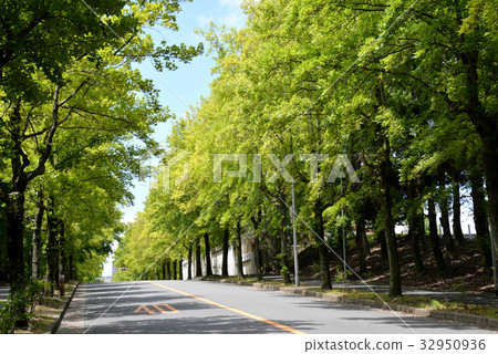 Toka-ede和Fu的綠樹成蔭的道路 Toka-ede和Fu的綠樹成蔭的道路 32950936