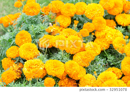 Daisy Daisy 32951078