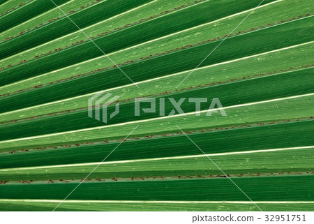 The Horizontal of Palm Leaf Background Pattern 32951751