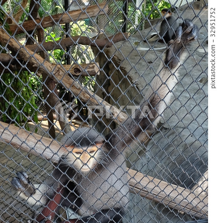 Red Shanked Douc or Pygathrix Nemaeus in The Cage 32951752