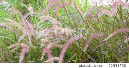 Meadow of Mission Grass or Pennisetum with Flower Meadow of Mission Grass or Pennisetum with Flower 32951768