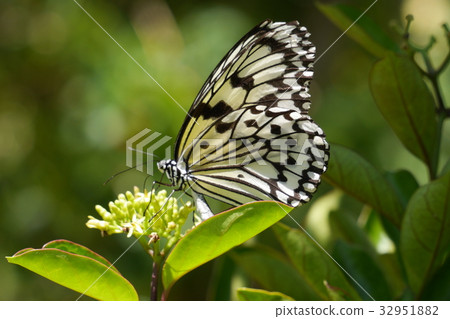 蝴蝶 32951882