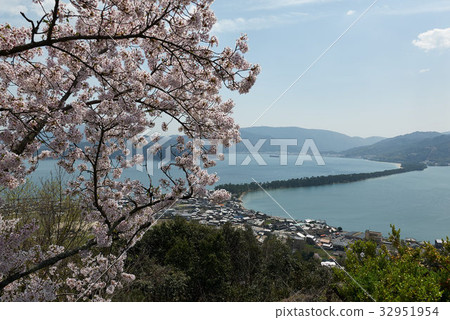 Sakura和Amanohashidate盛開，Umbrella Park，Miyazu City，Kyoto Prefecture 32951954