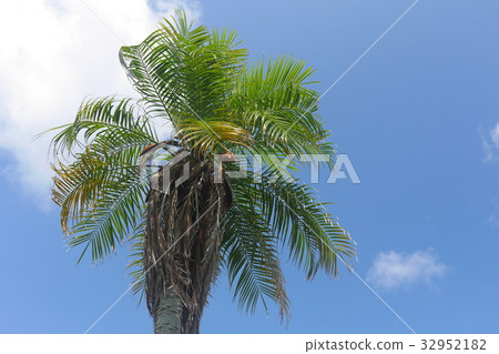 Tropical tree 32952182