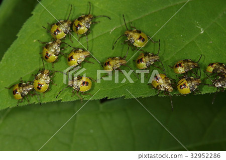 Creatures Insects Echinochidae, larvae returned from eggs watched by parents live for a while in group life Creatures Insects Echinochidae, larvae returned from eggs watched by parents live for a while in group life 32952286