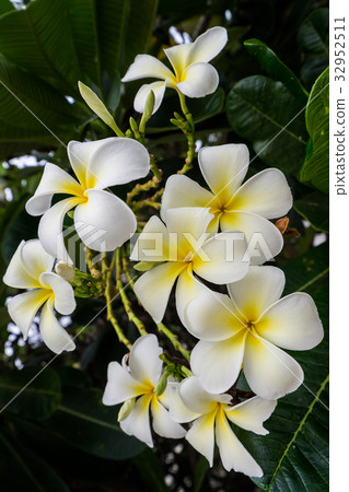 beautiful white bloomFrangipani (Plumeria) flowers 32952511