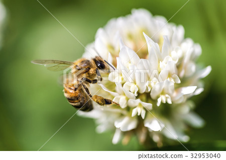 與蜂的白三葉草花 與蜂的白三葉草花 32953040