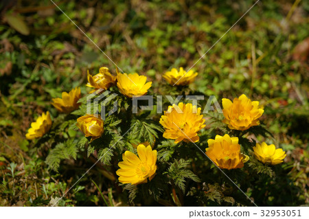 阿多尼斯拉莫薩 阿多尼斯拉莫薩 32953051