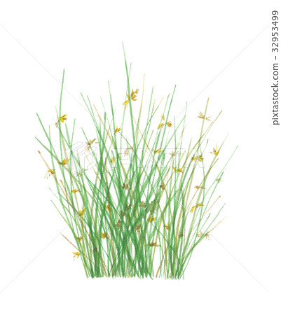 插图素材: 灯芯草 灯心草 植物