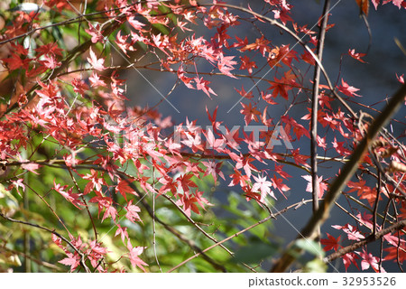 Shinsei Lake Autumn leaves Shinsei Lake Autumn leaves 32953526
