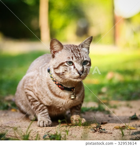 图库照片 grey male cat sits in the grass