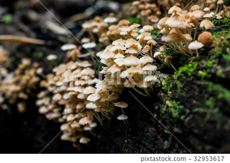 Mushroom in Forest Mushroom in Forest 32953617