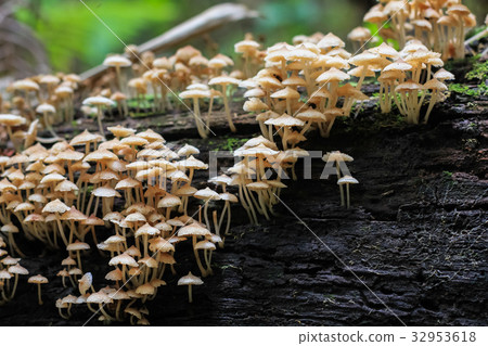 Mushroom in Forest 32953618