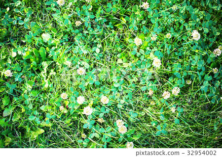 Field of Blooming White Clover Summer Background 32954002