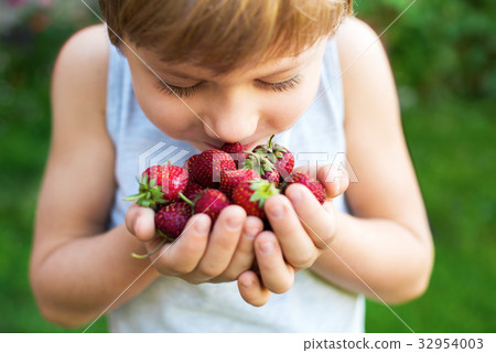 Child Hold Fresh Strawberry Seasonal Berry 32954003