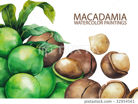 Watercolor macadamia nuts 32954561