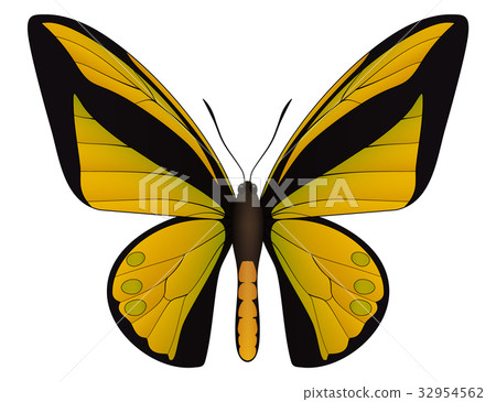 Beautiful butterfly isolated on a white background 32954562