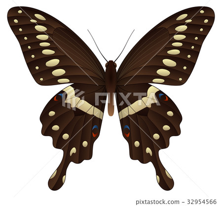 Beautiful butterfly isolated on a white background 32954566