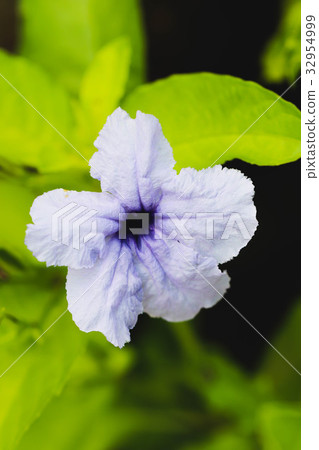Macro of purple ruellias flower in the garden Macro of purple ruellias flower in the garden 32954999