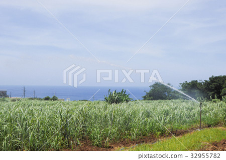 Okinawa Okinawa 32955782