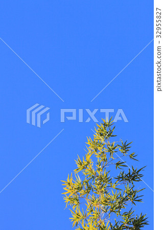 Horaiichik leaves and blue sky Horaiichik leaves and blue sky 32955827