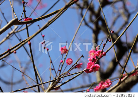 Hinokukasa-plum blossoms 32955828