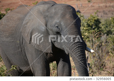 Botswana, Chobe National Park Elephant 32956005
