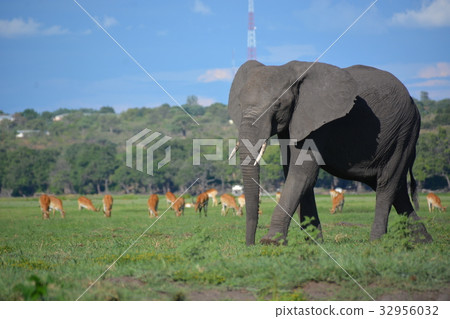 Botswana, Chobe National Park Walking elephants and meadows and red leech Botswana, Chobe National Park Walking elephants and meadows and red leech 32956032