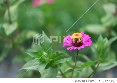 植物學花 32956259