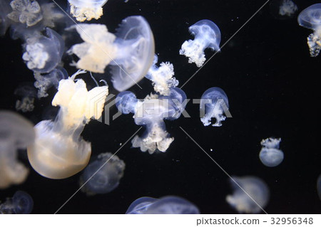 加茂水族館 32956348