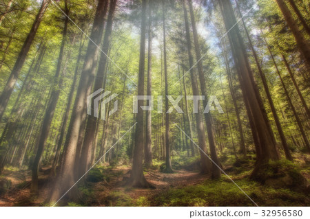 A mystical forest with magical sunlight 32956580