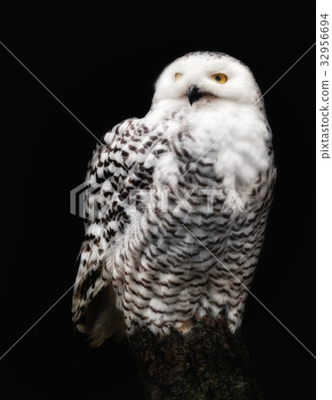 A snow owl against black background A snow owl against black background 32956694