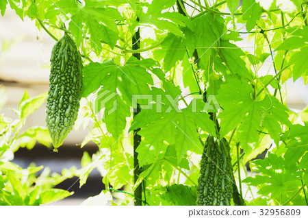 Goya Nigauri Tsuru Reishi 32956809