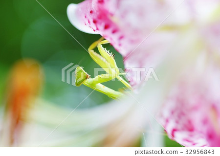 莉莉和螳螂 32956843