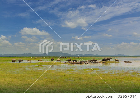 Buffalo crowd walking and eating Green Grass 32957084