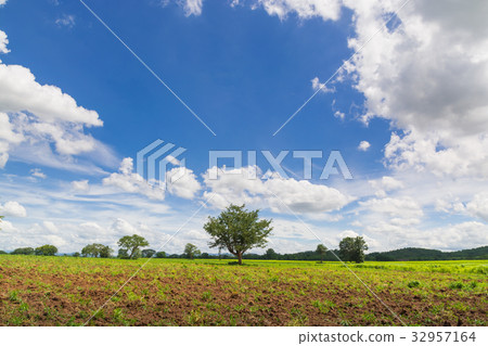 Lonely Tree in Natural Green Grass Field Lonely Tree in Natural Green Grass Field 32957164