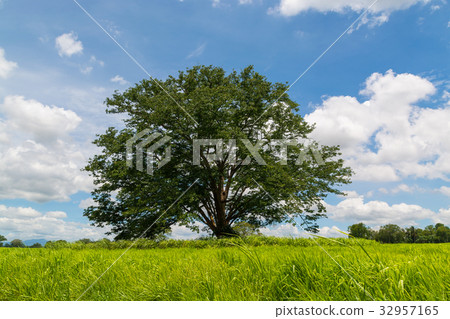 Big Tree in Woods of Green Grass Field Big Tree in Woods of Green Grass Field 32957165