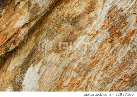 Close up Texture Background of Tree Trunk 32957166