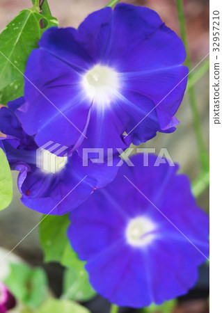 牽牛花 32957210