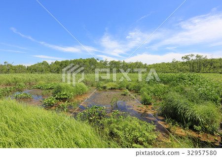 釧路濕地(F)從文訥的樹林小路上看 釧路濕地(F)從文訥的樹林小路上看 32957580